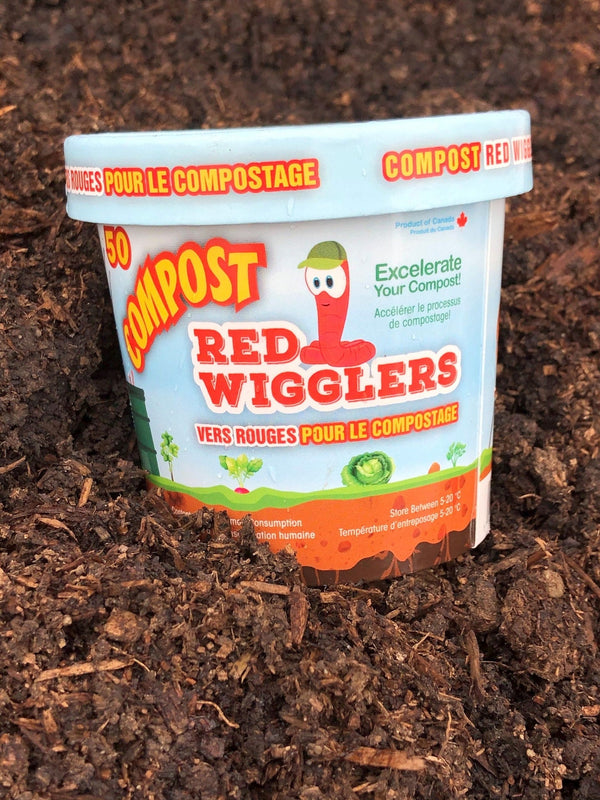 Compost Red Wiggler Live Composting Worms, 50 Count W0967
