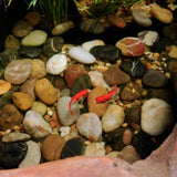 Pond Chlorine Remover, 453 ml